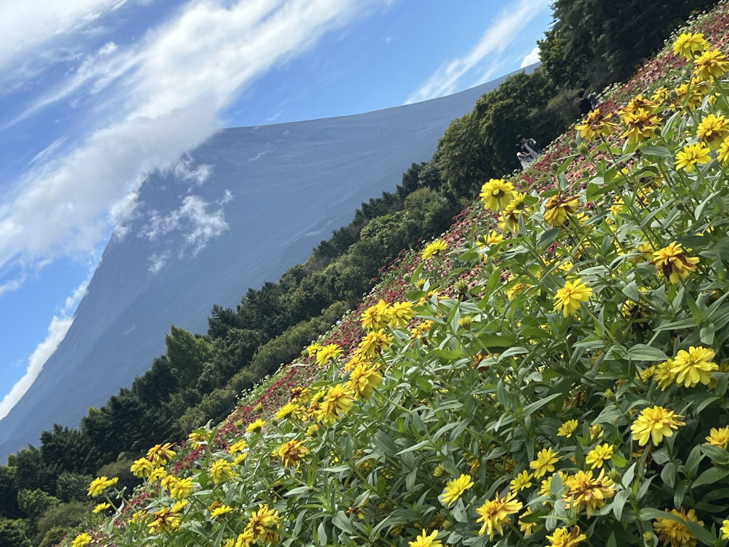 富士本栖湖リゾート🌼｜藤枝市カーリース専門店ならフラット７藤枝