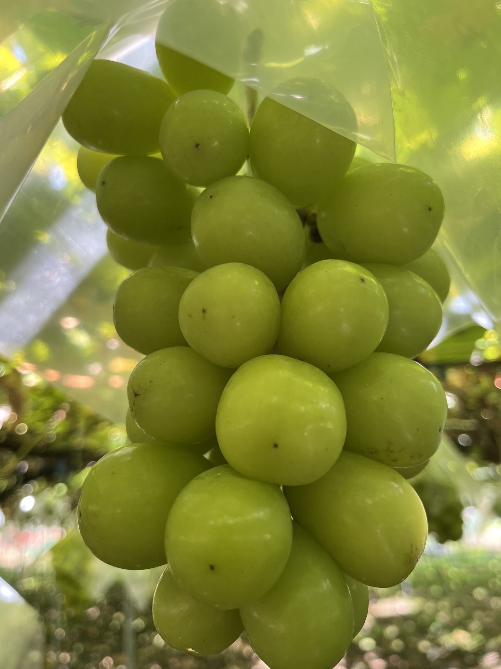 初秋のお出かけ記録🍇｜藤枝市カーリース専門店ならフラット７藤枝