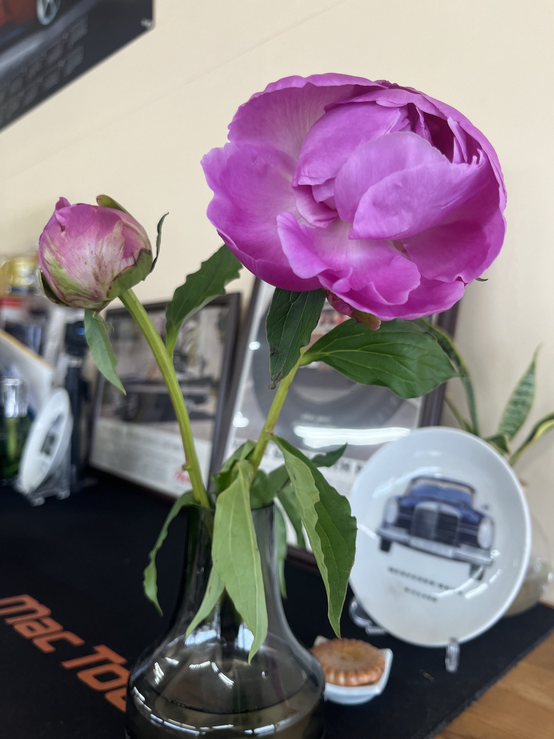 季節のお花｜藤枝市カーリース専門店ならフラット７藤枝