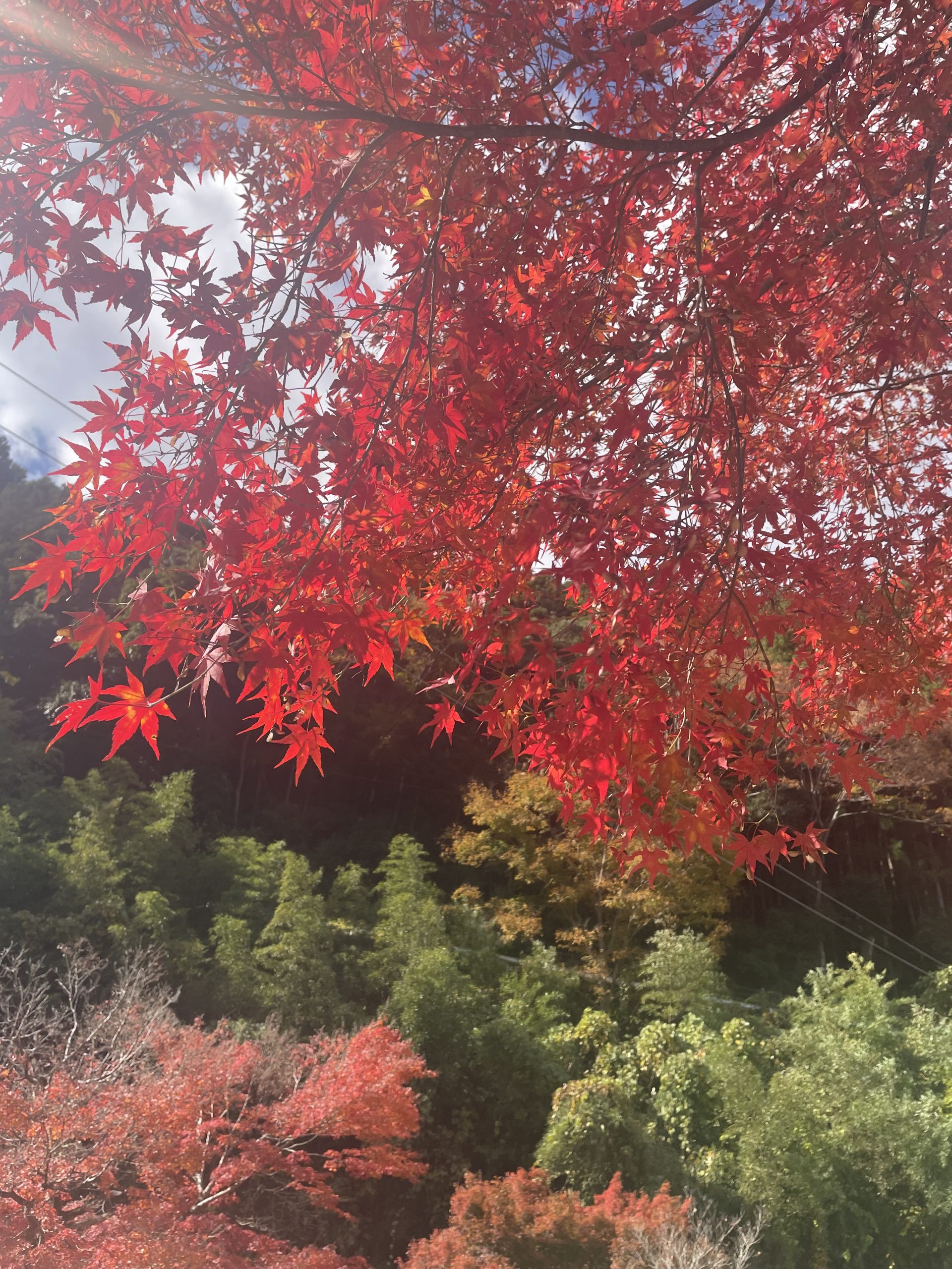 紅葉シーズン真っ盛り🍂｜藤枝市カーリース専門店ならフラット７藤枝