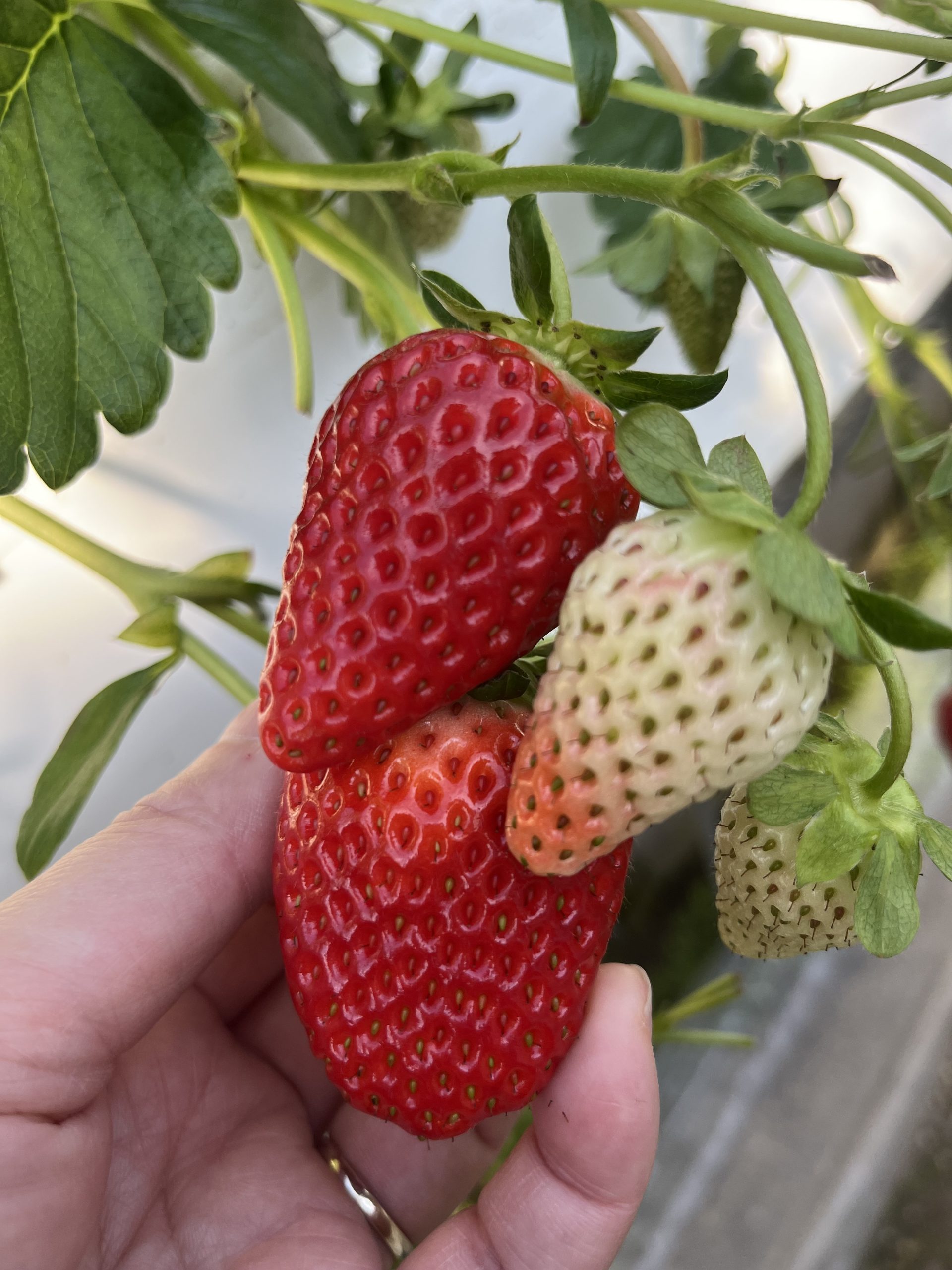 私Oのいちご狩り🍓｜藤枝市カーリース専門店ならフラット７藤枝