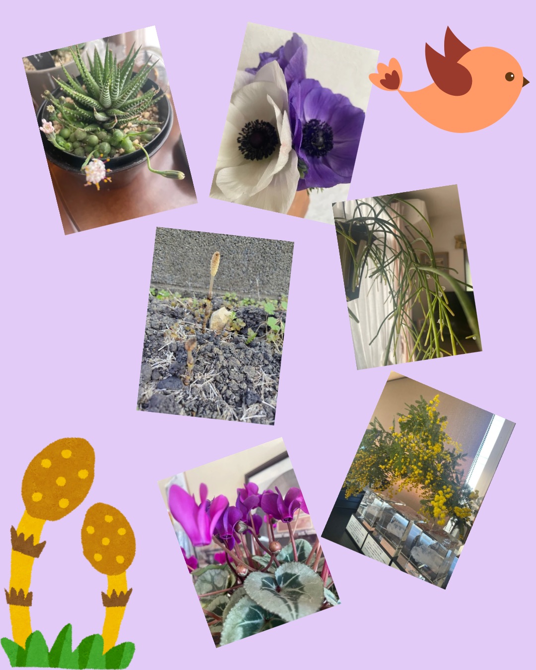 春の訪れ🌼｜藤枝市カーリース専門店ならフラット７藤枝